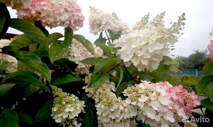 Гортензия Мэджикал Кэндл