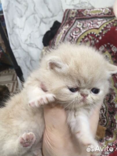 Котята Экзотики