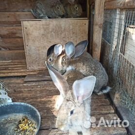 Свой бизнес на кроликах-акселератах