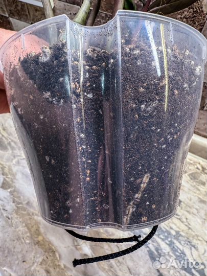 Замиокулькас эмеральд