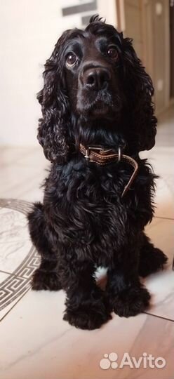Английский кокер спаниель в добрые руки