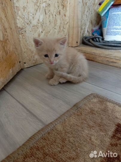Котята отдам в добрые руки бесплатно
