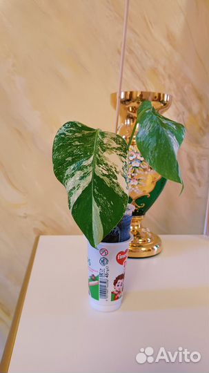 Монстера Альба вариегатная