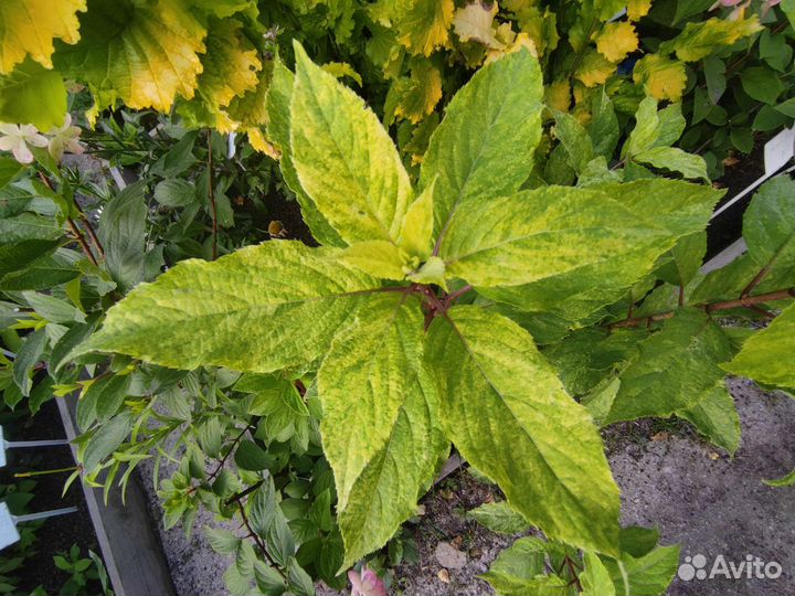 Гортензия бонфаер и металлика