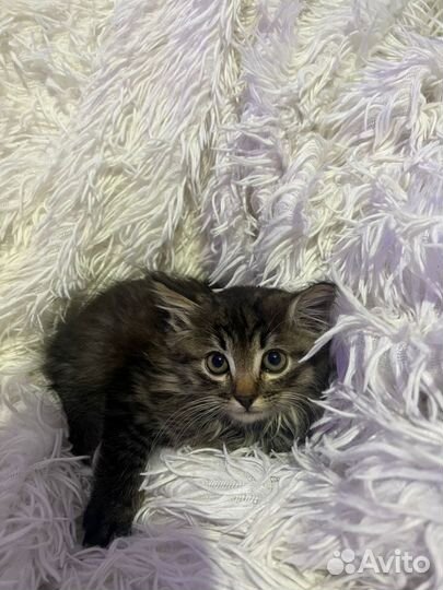 Котята мышеловы в добрые руки