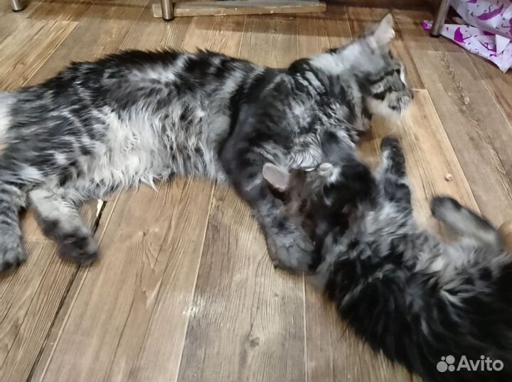 Кот мейн-кун вязка