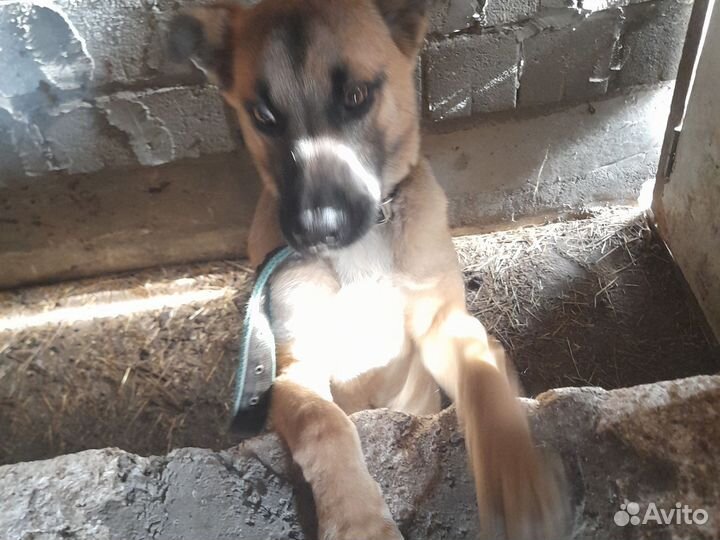 Отличный друг