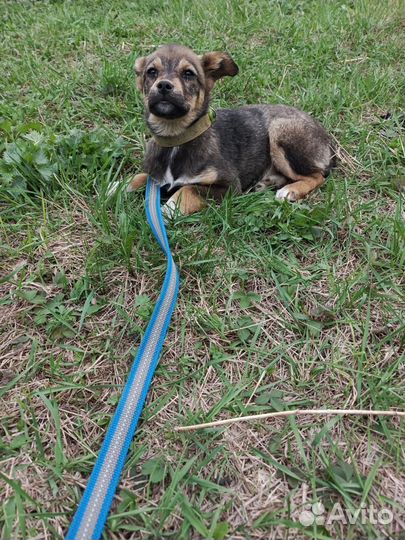 Собаки бесплатно