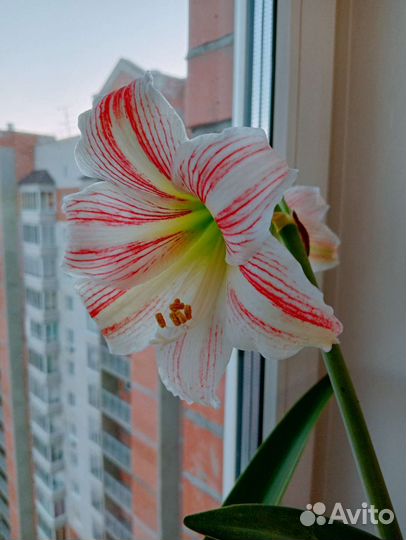 Гиппиаструм