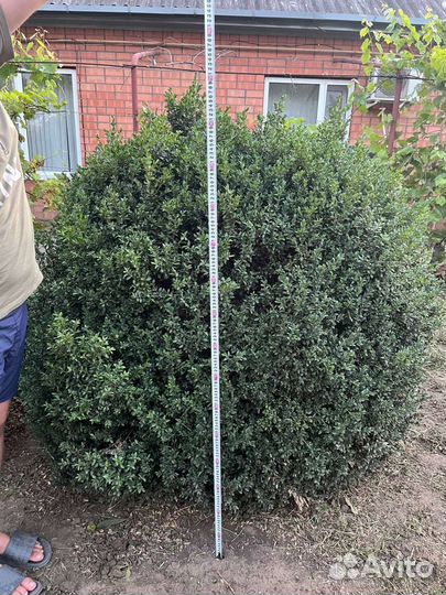 Самшит кусты