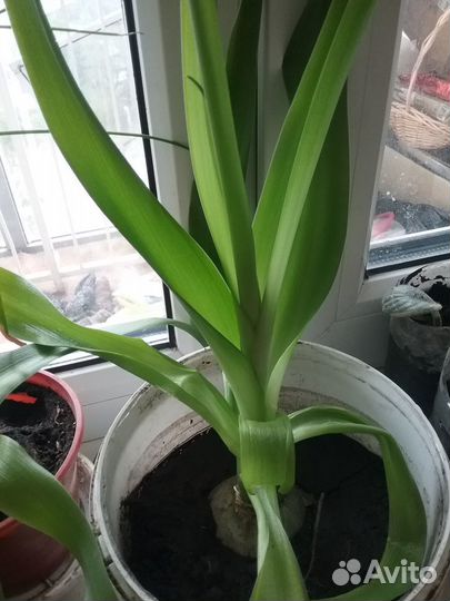 Индийский лук