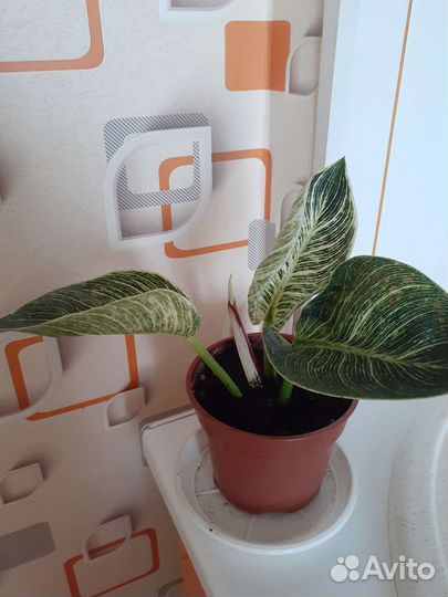 Филодендрон биркин