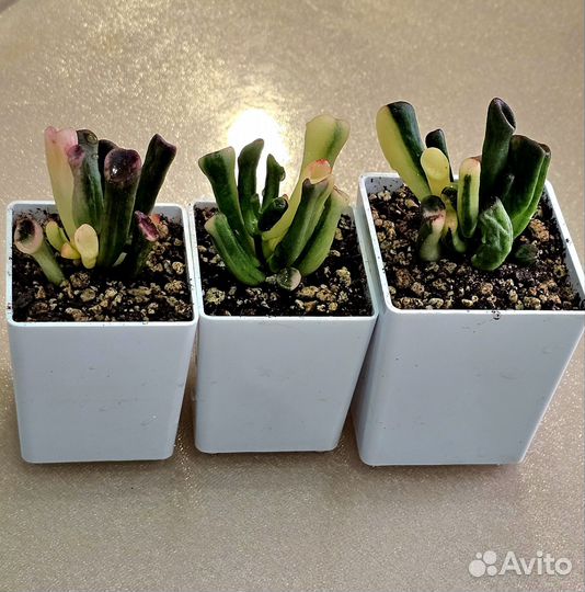 Крассулы сортовые