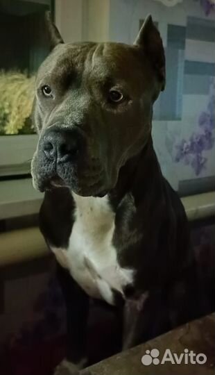 Вязка питбультерьер