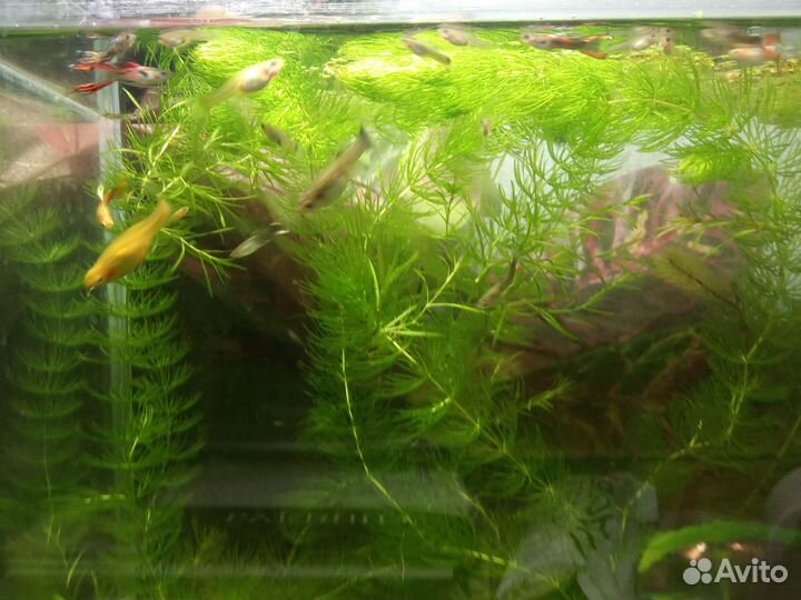 Гуппи отдам