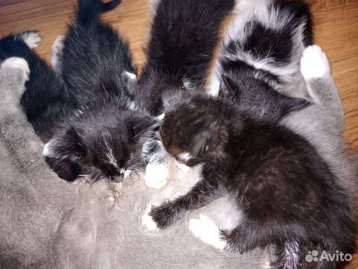 Замечательные котятки в добрые руки