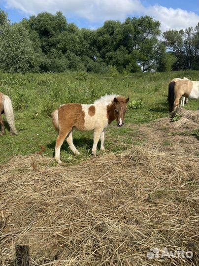 Продам соловых, буланых пони жеребцов, кобыл