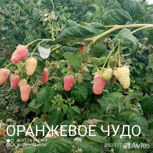 Саженцы малины ремонтантной, клубники, смородины