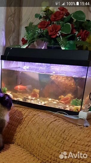 Аквариум