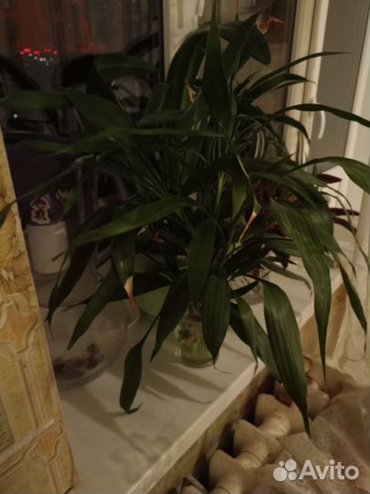 Комнатные цветы