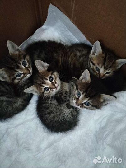 Кошка ласкушка