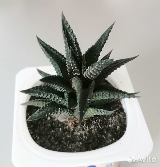 Хавортия лимолистная. Haworthia. Суккулент