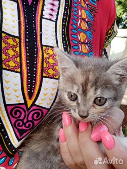 Домик для кошки бесплатно