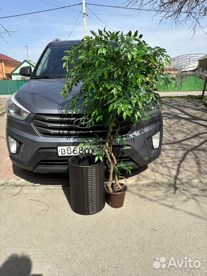 Олива искусственное дерево