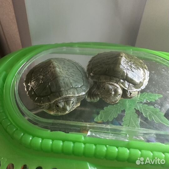 Красноухая черепаха