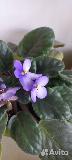 Сортовые фиалки, мини