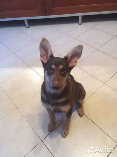 Собака в добрые руки