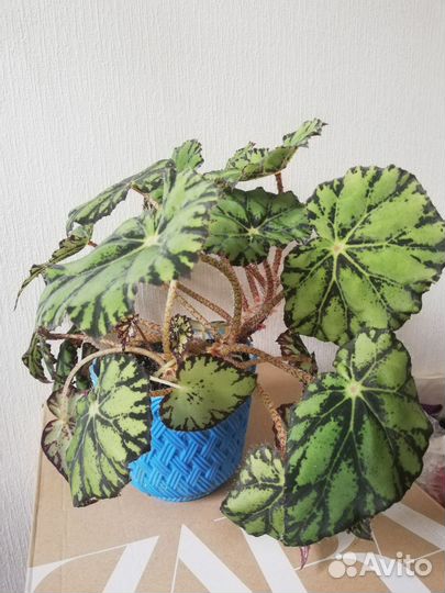 Бегония тигровая