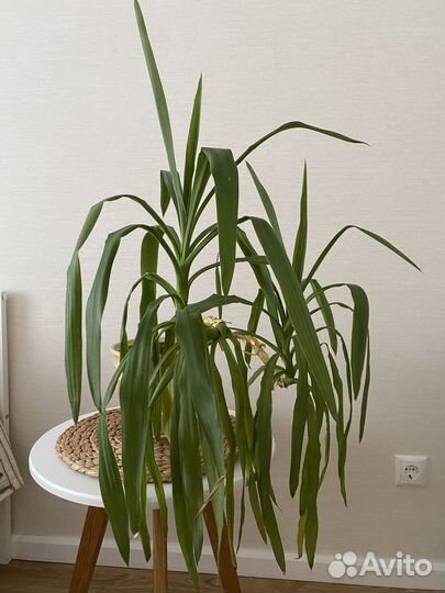 Пальма юкка с горшком