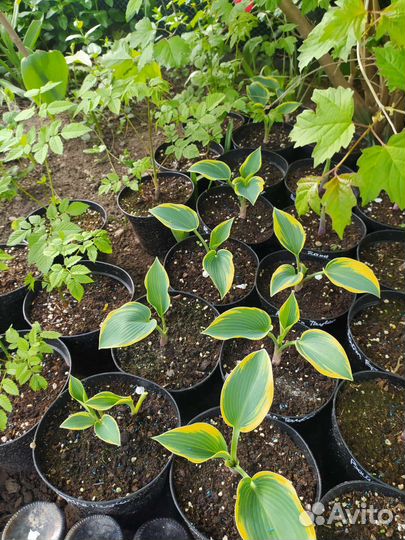 Хоста растение