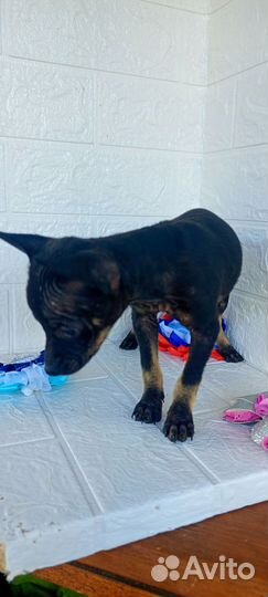 Щенки тойтерьер мини