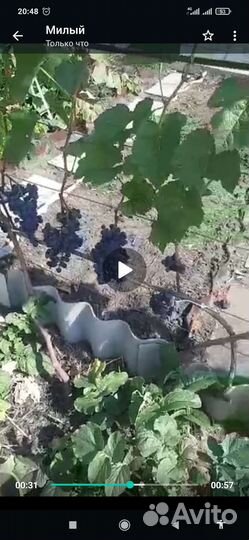 Саженцы винограда