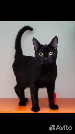 Котёнок в дар в добрые руки