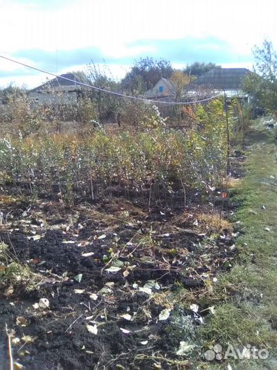 Саженцы плодовых деревьев