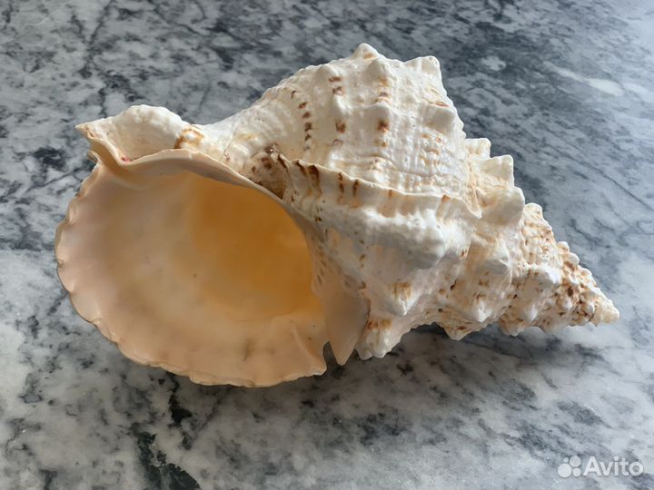 Ракушка декоративная