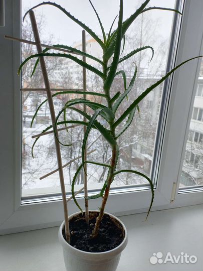 Алоэ столетник
