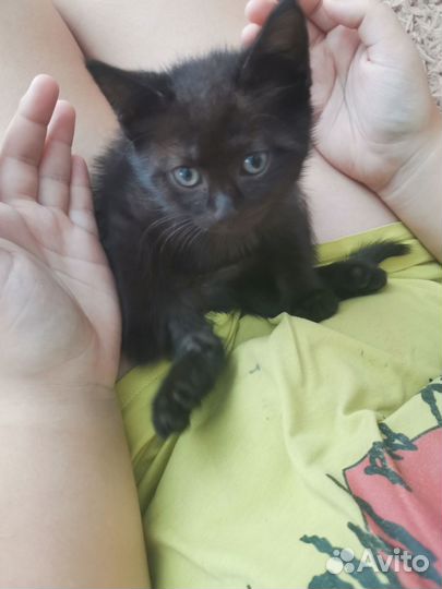 Кошка бесплатно