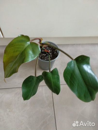 Много комнатных и лечебных растений