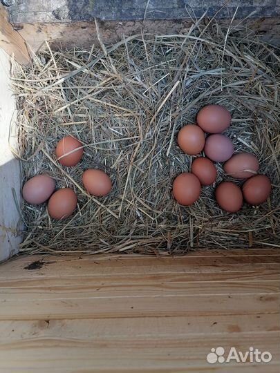 Домашние куриные яйца