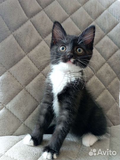 Котенок девочка