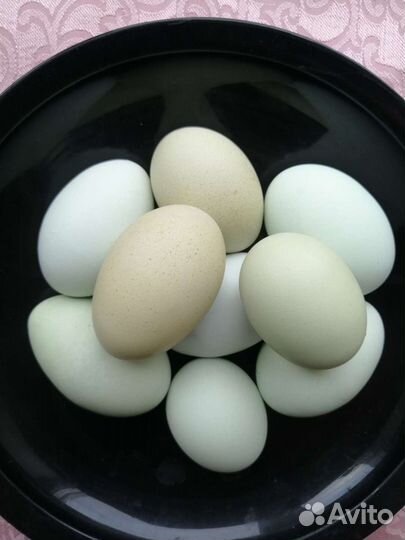 Инкубационное яйцо