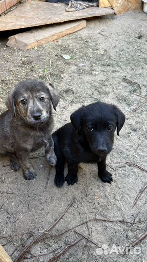 Щенки в добрые руки