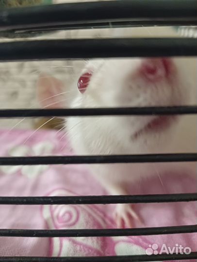 Декоративные крыски