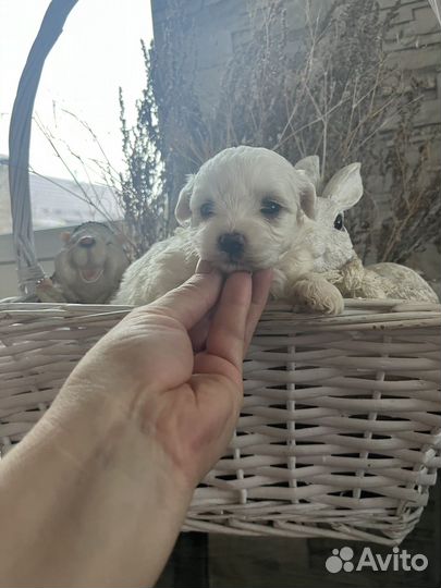 Собака