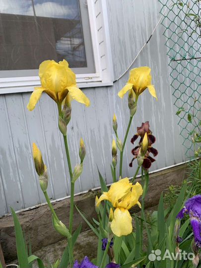 Ирисы