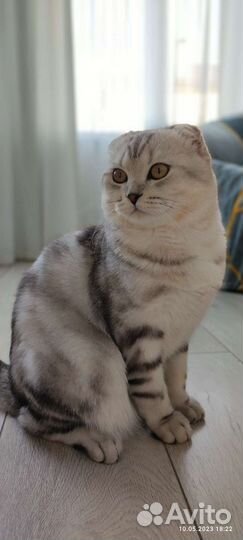 Кот на вязку шотландский вислоухий